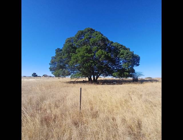 8.50HA VACANT LAND FOR SALE IN WITKOP